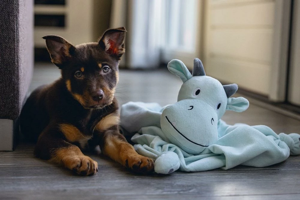 Beeztees Puppy Knuffeldoek Draak M - Afbeelding 3