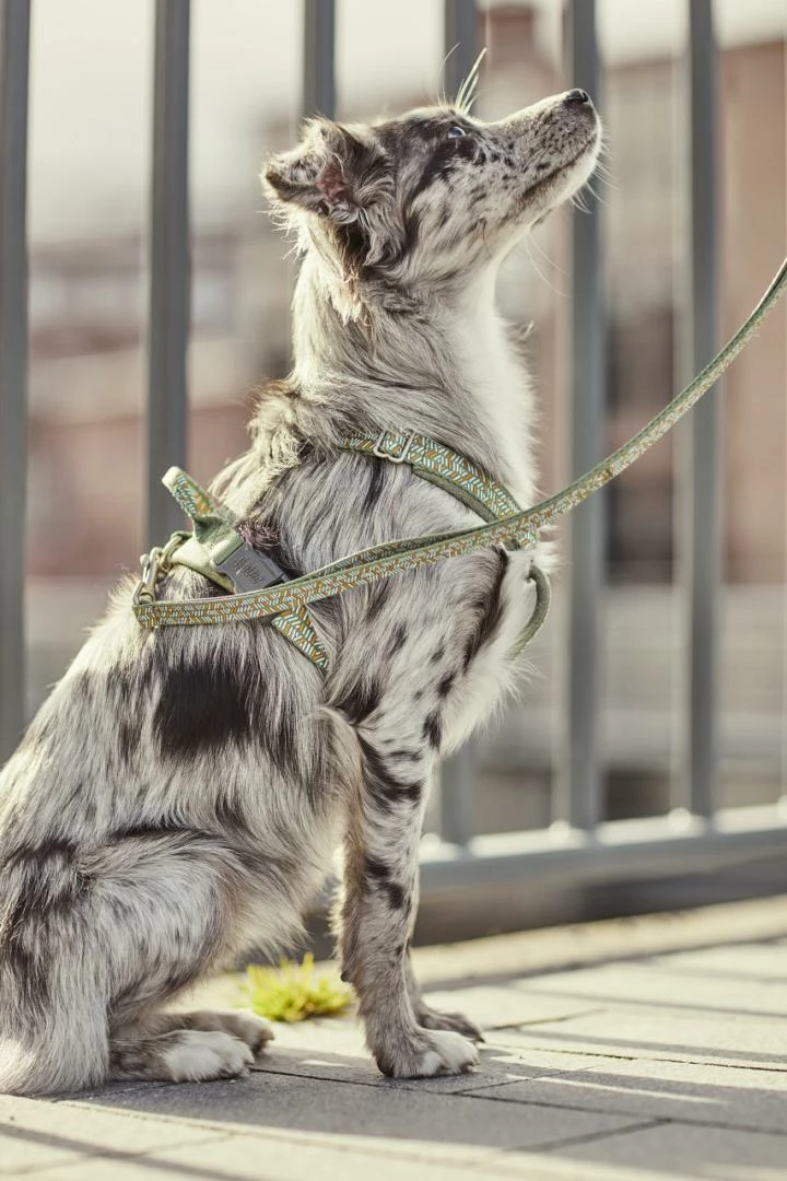 Hurtta Y-harnas Razzle Dazzle Hedge - Afbeelding 3