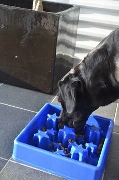 Eat Slow Live Longer Voerbak Star Blue - Afbeelding 3