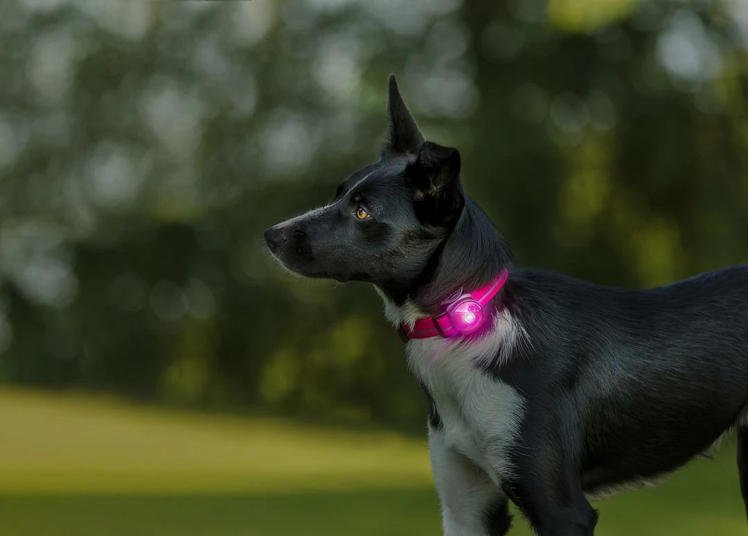 Orbiloc Safety Light Dog Dual Roze - Afbeelding 3