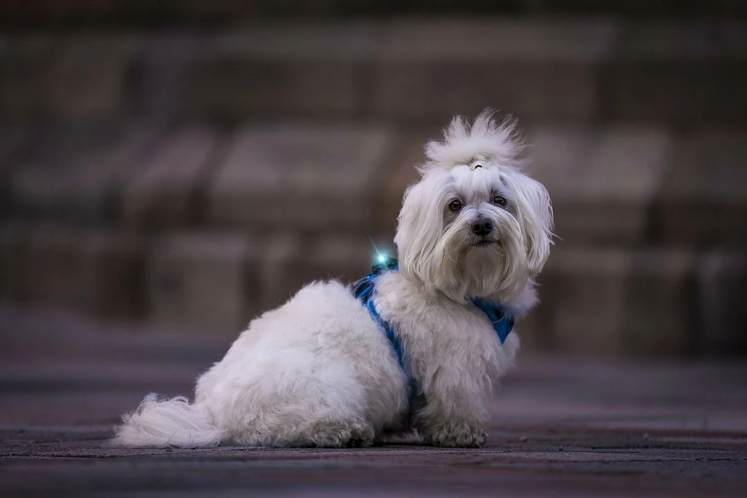 Orbiloc Safety Light Dog Dual Blauw - Afbeelding 3