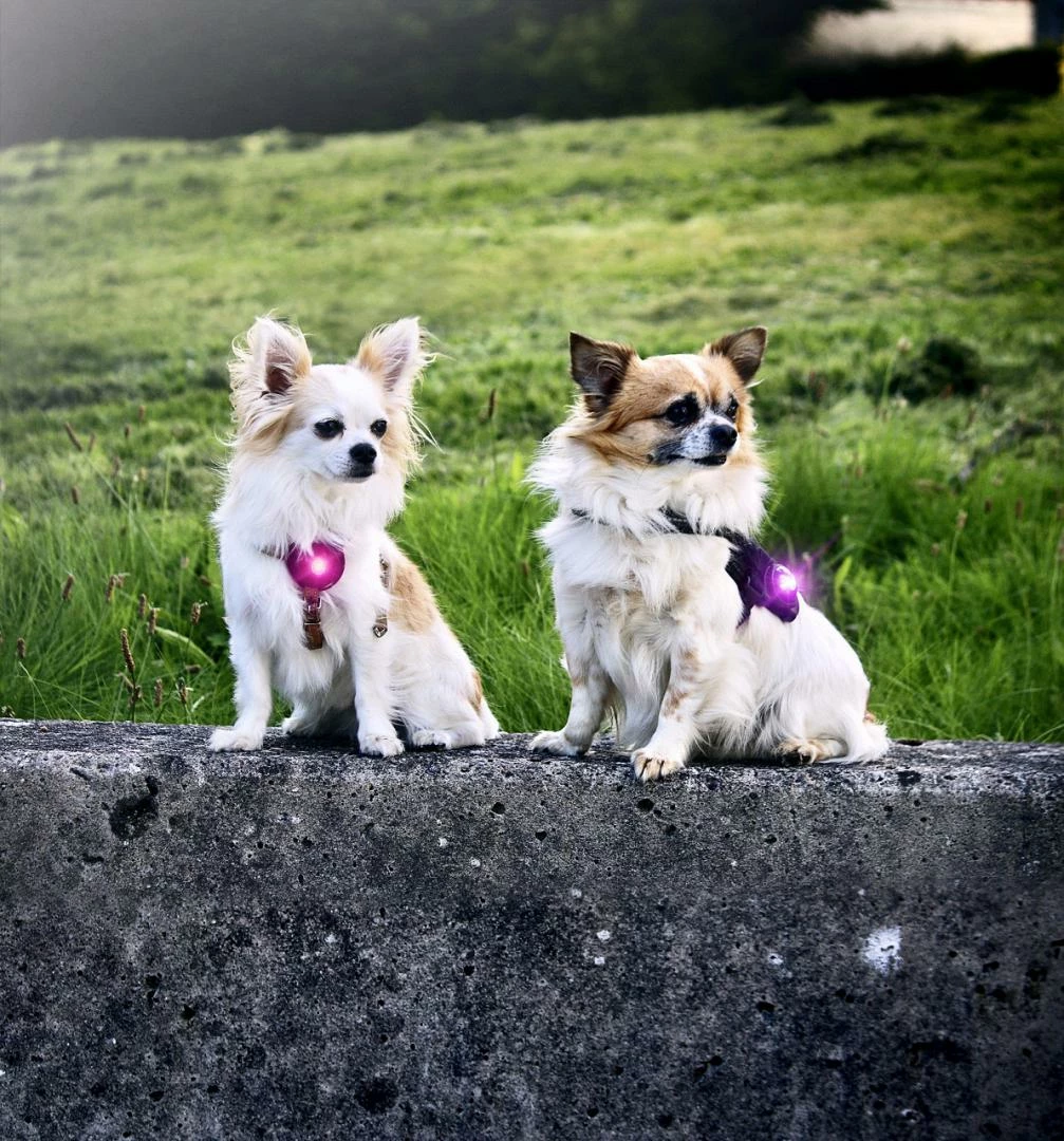 Orbiloc Safety Light Dog Dual Paars - Afbeelding 3